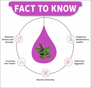 สารสกัดจากดอกทิวลิป | ocimum tenuiflorum | บรรเทาความเครียด, ภูมิคุ้มกัน, สุขภาพระบบทางเดินหายใจ | ขวดหยด30มล - Product Image 4