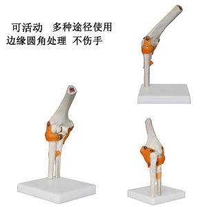 Articulación <span class=keywords><strong>de</strong></span> codo <span class=keywords><strong>de</strong></span> plástico con ligamento, modelo <span class=keywords><strong>de</strong></span> articulación <span class=keywords><strong>de</strong></span> <span class=keywords><strong>rodilla</strong></span> humana, esqueleto <span class=keywords><strong>de</strong></span> articulación <span class=keywords><strong>de</strong></span> codo - Product Image 4