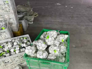 [Toprate] Ballon de jeu classique pour animaux de compagnie en PU écologique, sangle en nylon, clochette, 32 panneaux cousus, non toxique, résistant aux morsures, facile à nettoyer - Product Image 2