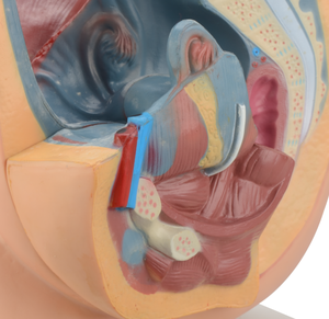 Weibliches Fortpflanzungssystem Menschliches Becken mit Genitalien 2-teiliges Lehrmodell des Weiblichen Beckens Anatomisches Modell - Product Image 6