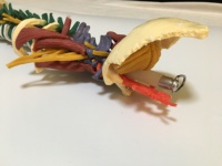 Modelo de Anatomía de Columna Vertebral Humana a Color con Pelvis, Músculos, Nervios y Cabezas de Fémur, Modelo Educativo de Columna Vertebral Flexible