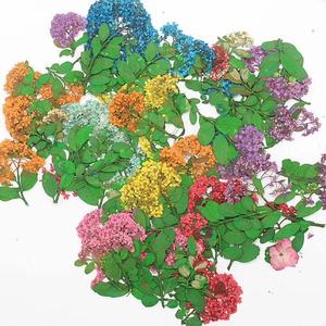 Tiges de narcisses séchées multicolores en vrac pour boîte à ombres botanique, décoration murale, art floral pressé - Product Image 2