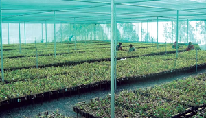 Filet pare-soleil <span class=keywords><strong>momo</strong></span>, filet d'ombrage à 30%-95% de taux d'ombrage, pour l'agriculture extérieure, vert, noir, HDPE - Product Image 4