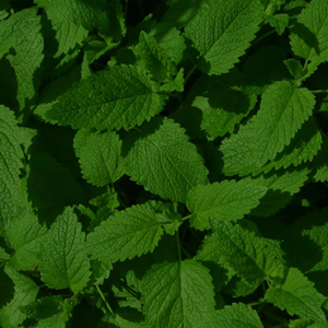 OEM ODM Listo para Enviar Bolsitas de Té de Balsamo de Limón Puro Sin Cafeína Favorece la Calma y un Sueño Reparador 20 Bolsitas - Product Image 4