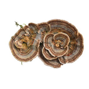 ผง3% สกัดจากหางไก่งวงจาก triterpenes สารสกัดจากเห็ด <span class=keywords><strong>coriolus</strong></span> <span class=keywords><strong>versicolor</strong></span> - Product Image 6