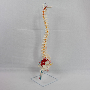 SCIEDU PVC Doğal Büyük Omurga Pelvik Kemer Modeli, Kas Kaynakları Eklemeleri, İnsan İskeleti <span class=keywords><strong>Femur</strong></span> Omurga Sinirleri ve Sakrum Modeli ile - Product Image 3