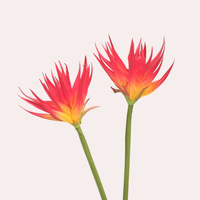 Flor de Piña Artificial Realista al por Mayor, Planta de Bromelia Tropical para Paisajes de Boda, Pedido a Granel Personalizable