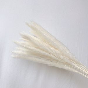 Offre Spéciale Naturel Fleurs Séchées Décoration Home Office 15pcs petit Pampas Herbe Pour Le mariage De Noël Vintage Espace De Luxe - Product Image 3