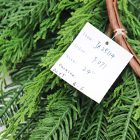 Aksesoris Unisex Terlaris 2024 Ringan Tahan Lama Bunga Buatan Thuja Fir untuk Tahun Baru Imlek Paskah