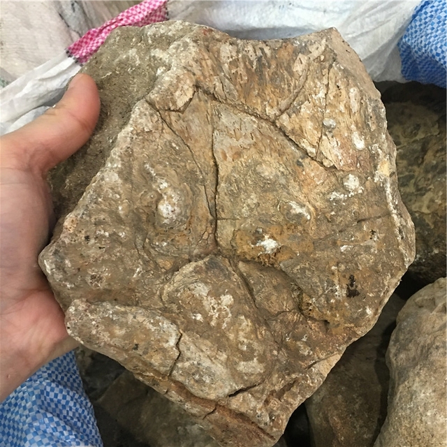 Real Natural Dinosaur Bone Fossil Crystal Stone Decorative Petrified Bone for Wholesale Sale