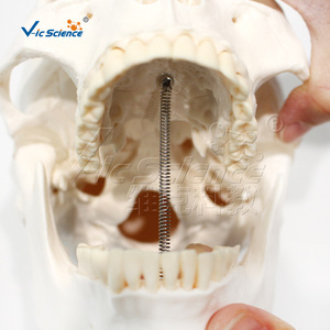 VIC-190071 Modèle de crâne adulte naturel avec 3 dents amovibles (squelette) - Product Image 2