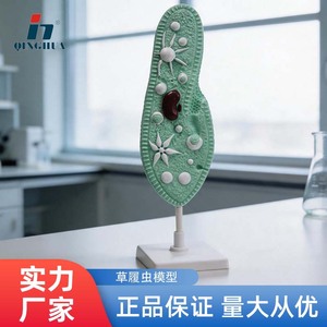 Modèle Paramecium Qinghua 33103, un modèle biologique pour les collèges et les lycées, utilisé pour l'éducation scientifique et - Product Image 5