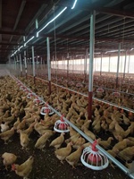 Plan personnalisé Mamelon Ligne d'abreuvement pour volaille Ligne d'alimentation pour poulailler Équipement d'élevage pour poulets de chair