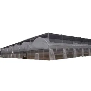 Commercial Multi Span Film Greenhouse with Hydroponic Growing System for Tomato/Pepper/Cucumber