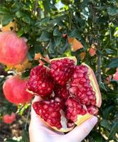 Guava-specifieke biologisch afbreekbare milieuvriendelijke beschermende fruitzakjes |   Ongedierte- en ziektebestendig |   Exclusieve kortingen op bulkbestellingen