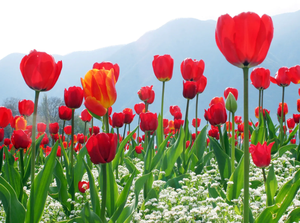 Extracto de Tulipa <span class=keywords><strong>Gesneriana</strong></span> de Alta Calidad, Hierba China, Extracto Puro de Tulipán en Polvo - Product Image 6