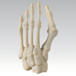 Modello in schiuma solida di osso dell'alluce valgo e anteriore del piede, esemplare di scheletro del piede deformato per impianto chirurgico di deformità del piede ortopedico - Product Image 2