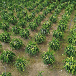 Prix compétitif frais de fruit du dragon tropical de goût supérieur du Vietnam - Product Image 1