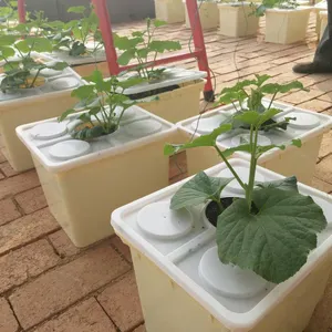 Tomato dutch bucket water hydroponics growing system
