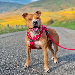 Yeni toptan adım yastıklı Y şekli köpek koşum üreticileri özel Logo ve renkler Pet köpekler için ayarlanabilir koşum yelek
