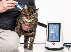 Mesin Terapi Laser Dokter Hewan Portabel, untuk Operasi Dokter Hewan Pereda Nyeri - Product Image 3