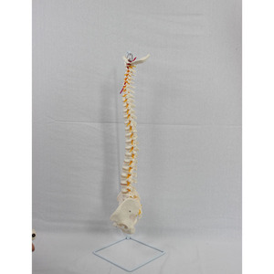 Modèle naturel des grandes ceintures vertébrales, du couteau crânien et des accessoires pelviens, y compris les vaisseaux sanguins et les nerfs ; - Product Image 1