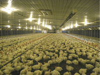 Gallinero para Producción de Huevos, Diseño de Nave Avícola, Construcción para Granja Avícola