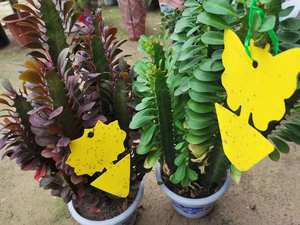 Mặt Trời Màu Vàng Hai Mặt Keo Côn Trùng Catcher Để Kiểm Soát Lỗi Trong Nhà Và Ngoài Trời - Product Image 5