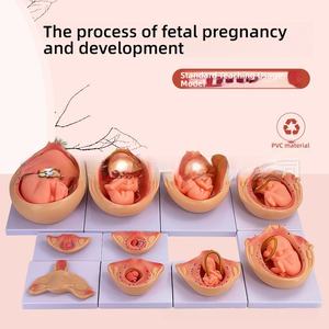 Modèle <span class=keywords><strong>de</strong></span> planification familiale en PVC 10 pièces pour la croissance embryonnaire pendant la grossesse - Product Image 5