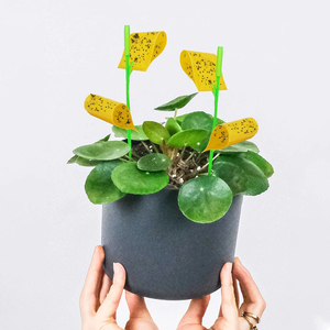 Pièges collants jaunes pour moucherons, pour plantes d'intérieur et d'extérieur - Product Image 1