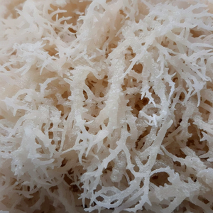 Musgo Marino Seco de Vietnam |   RONG SUN |   Musgo Marino 100% Natural y Orgánico - Calidad Premium de Exportación - Product Image 1