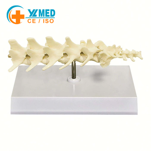 Modelo anatómico de vértebras lumbares para perros, columna vertebral canina, modelo de <span class=keywords><strong>esqueleto</strong></span>, anatomía espinal veterinaria de animales, 5 uds. - Product Image 1