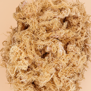 High Quality Eucheuma Cottonii Irish Sea <b>Moss</b> from Vietnam with OEM Packaging Available - Product Image 1