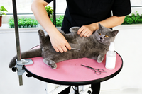 Station de toilettage ronde moderne pour animaux de compagnie, design élégant avec poteau en acier inoxydable pour le toilettage et les soins de base
