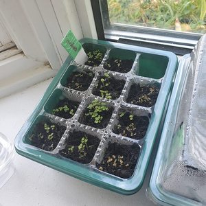Plateau pots de fleurs, démarreur de semis, pépinière, boîte de culture, jardin de Germination, graine Extra forte - Product Image 5