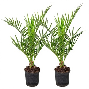 Bloomique - Lot de 2 - Phoenix canariensis - Palmier d'île de la Réunion - Perpétuaire - Chine - Plantes d'extérieur résistantes <span class=keywords><strong>pour</strong></span> <span class=keywords><strong>balcon</strong></span> - Hauteur 50-70 cm - Pot 15 cm - Product Image 4