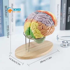 2X Life-Size <strong>Brain</strong> Model with Arteries &amp; 4 Dissectible Parts - Anatomy Education Tool Human <strong>Brain</strong> Anatomical Teaching Science - Product Image 1