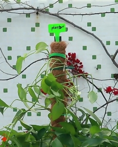 Soporte <span class=keywords><strong>Loco</strong></span> de 90 cm (25 Pulgadas), Poste de <span class=keywords><strong>Coco</strong></span> Resistente para Plantas de Campo y Jardín, Flexible - Product Image 2