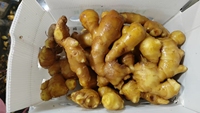 Gingembre frais de nouvelle saison à bas prix, gingembre chinois de haute qualité, approvisionnement en vrac