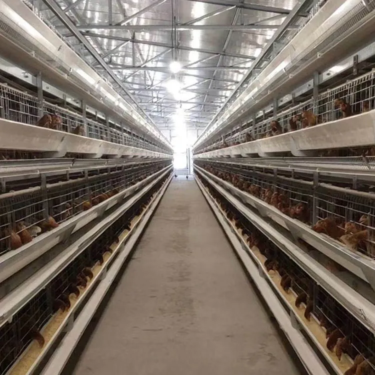 養鶏場鶏繁殖産卵ケージ機器システム価格卵鶏自動ブロイラー家禽ケージ鶏層