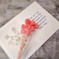 Bunga Kering Alami Grosir Satu Paket, Buah Kincir Angin Stabil dan Diawetkan, Buah Pinwheel Abadi untuk Dekorasi Rumah dan Pernikahan