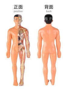 Os détachable coeur squelette squelette organes internes globe oculaire modèle de Simulation d'anatomie médicale modèle de Structure du corps humain - Product Image 4