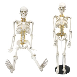 <span class=keywords><strong>Modelo</strong></span> de esqueleto 4 tipos 85cm <span class=keywords><strong>Modelo</strong></span> <span class=keywords><strong>Especial</strong></span> medicina esqueleto de esqueleto humano ciencia médica - Product Image 1