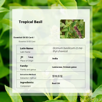 Huile Essentielle de Basilic Tropical 500ml Distillée 100% Pure Naturelle Biologique de Qualité Supérieure pour l'Aromathérapie, la Beauté, le Spa, le Diffuseur et les Soins Herbacés