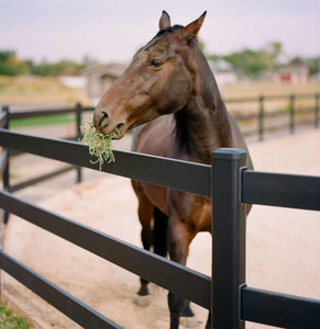 Pagar Kuda PVC Ramah Lingkungan Mudah Dipasang Warna Hitam 6 kaki Tiga Rel untuk Penggunaan Pertanian Anti Rusak dan Anti Tikus - Product Image 1