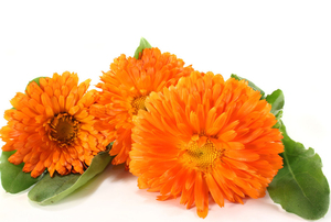 خلاصة زهرة الماريجود الطبيعي, خلاصة زهرة اللوتس الطبيعي 20% على شكل خرز <span class=keywords><strong>Lutein</strong></span> - Product Image 5