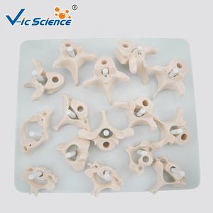 Modelo de Columna Vertebral Miniatura para Enseñanza Médica, Columna Vertebral de Tamaño Real Desarticulada, Modelo Realista de Esqueletos Humanos de Plástico - Product Image 4