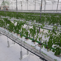 Gouttière de culture en PVC pour tomates, pour système hydroponique en serre
