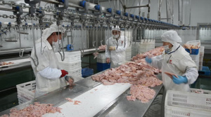 Machine à découper les ailes de volaille, équipement d'abattoir pour ligne de traitement de la volaille - Product Image 4