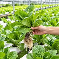 Canal hydroponique en PVC durable pour la culture de légumes-feuilles, bac hydroponique pour serre
